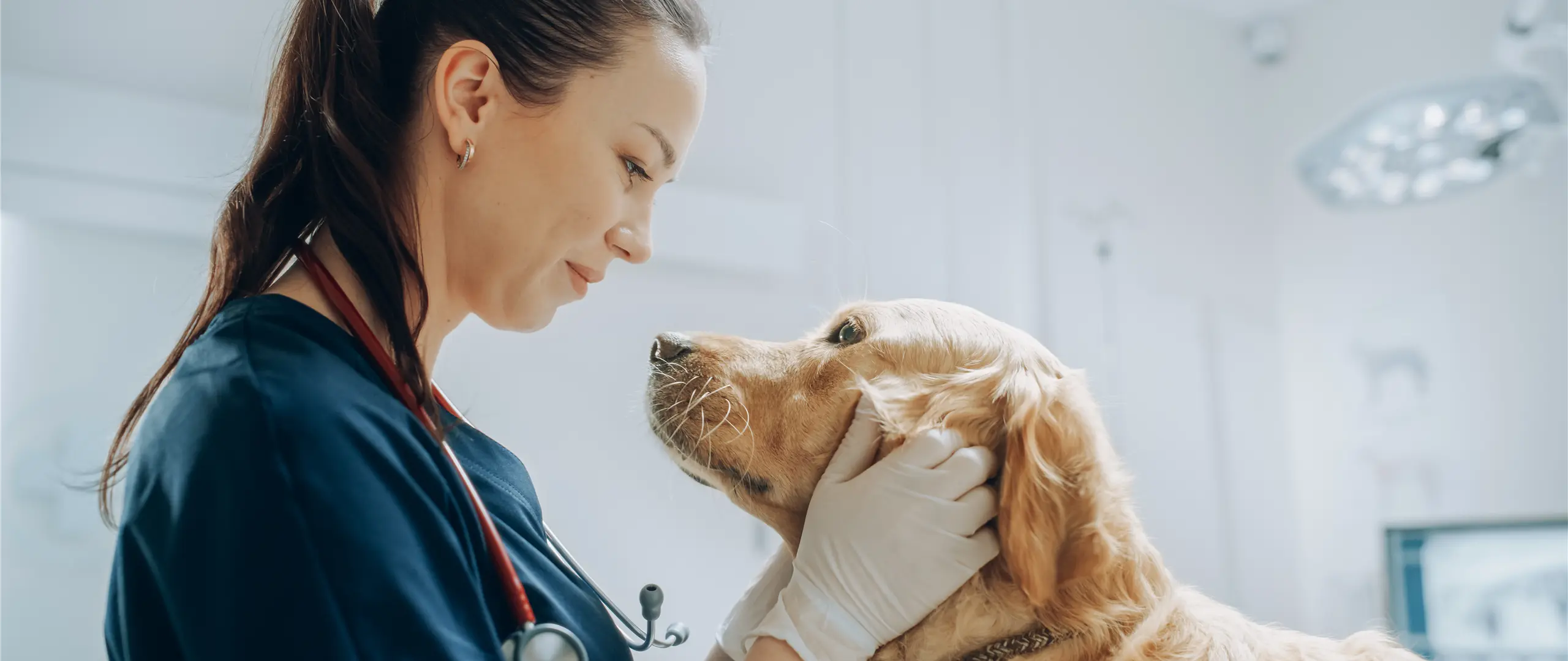 Hier handelt es sich um ein dekoratives Bildelement.